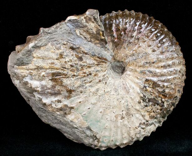 Hoploscaphites Nebrascensis - South Dakota #12099